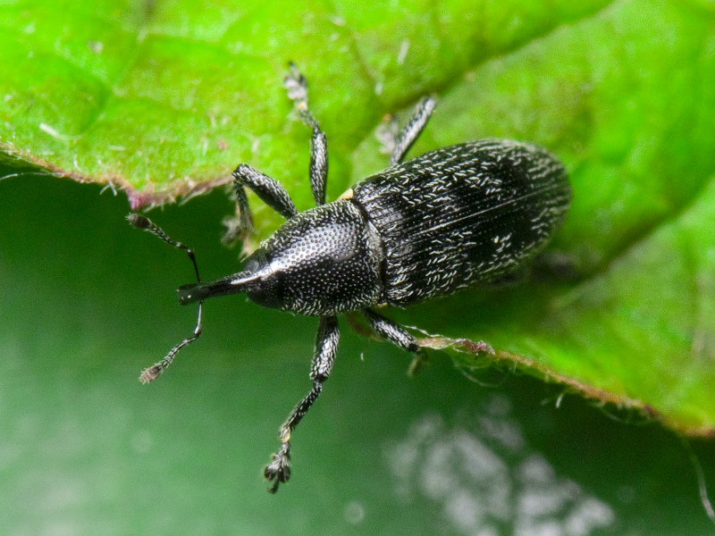 Limnobaris dolorosa (Goeze, 1777)